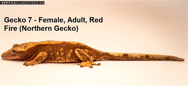 Breeder Quality Crested Geckos
