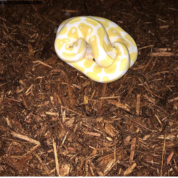 Breeder size male Albino ball python 