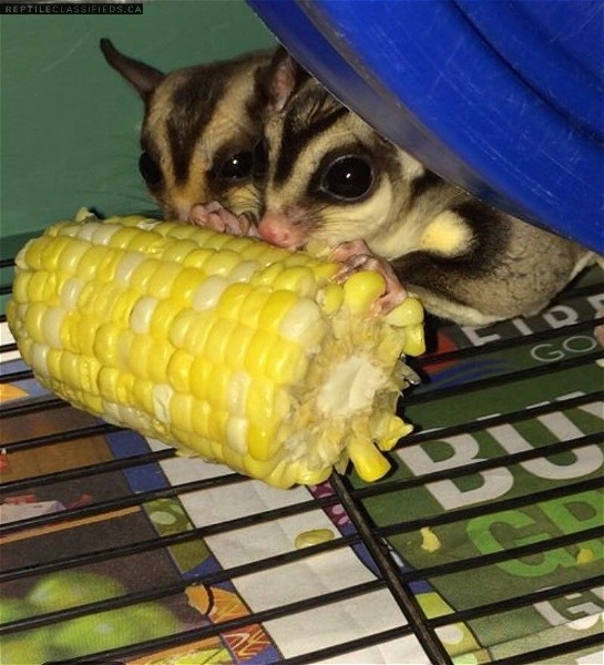 Breeding pair of sugar gliders for sale! - Reptile Classifieds Canada