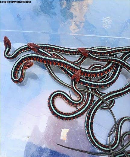 California Red-sided Garter Snakes(T.s.infernalis) 2018 CBB Pairs. **ALL SOLD**