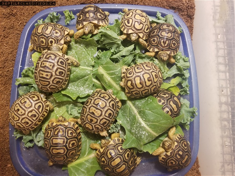 Captive bred baby leopard tortoises 
