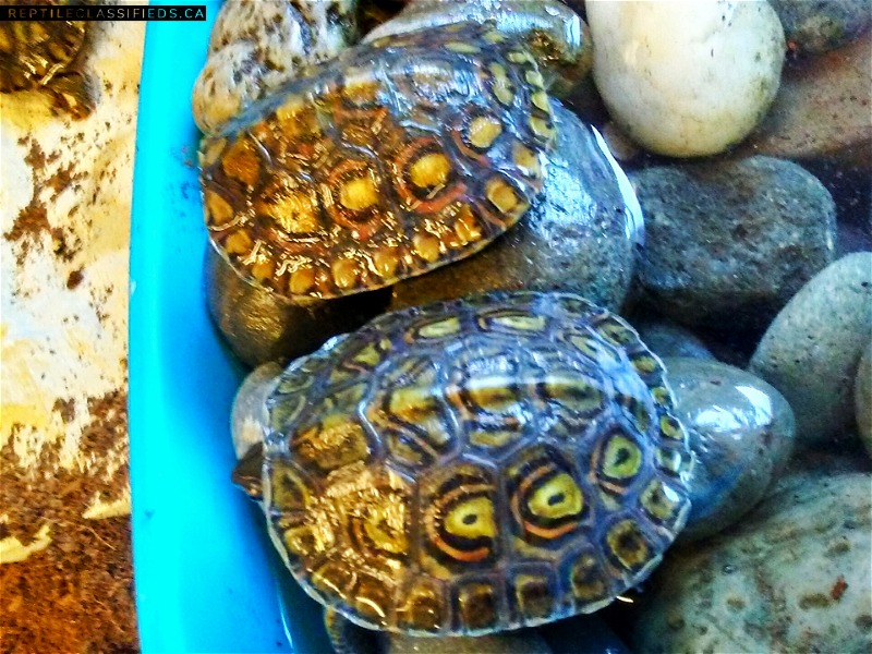 CB Ornate wood turtles