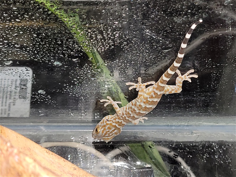 CB Tokay gecko babies - Reptile Classifieds Canada