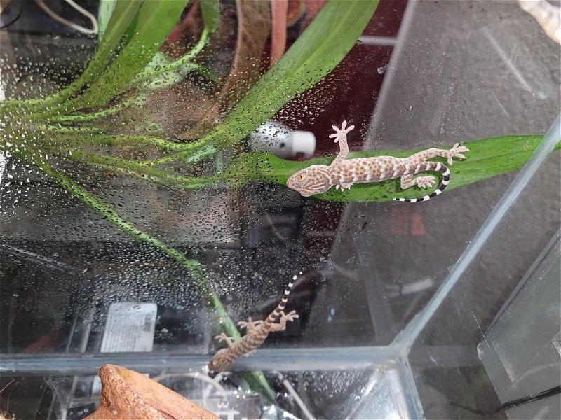 CB Tokay gecko babies