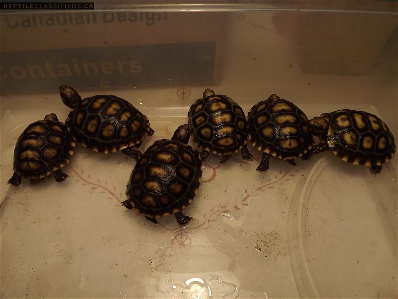 Cherry head tortoises - Reptile Classifieds Canada