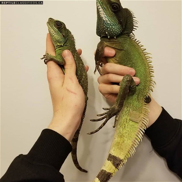 Chinese Water Dragon available for sale Text or call 339-970-9126