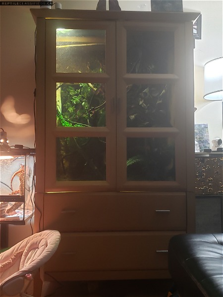 Chinese water dragon with beautiful large enclosure and pond and fogger!!! - Reptile Classifieds Canada