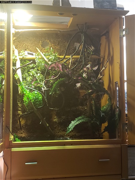 Chinese water dragon with beautiful large enclosure and pond and fogger!!!