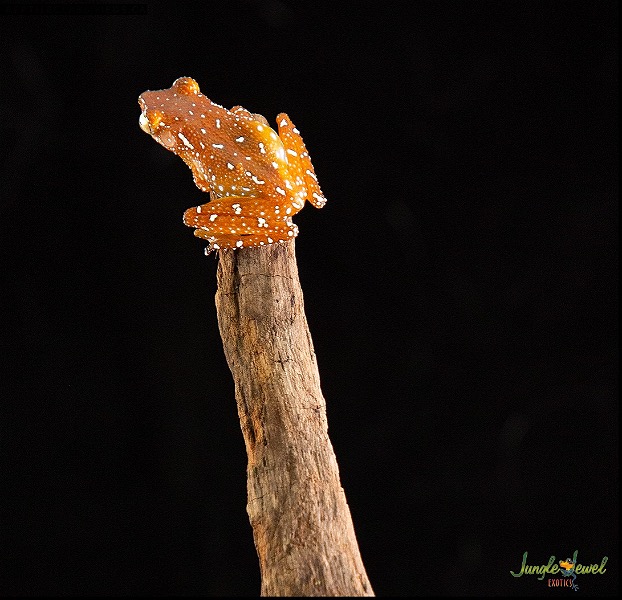 Cinnamon Tree frogs (Nyctixalus pictus)
