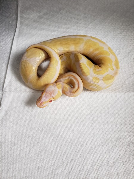 Albino Ball Python!