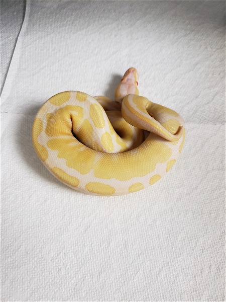 Albino Ball Python!