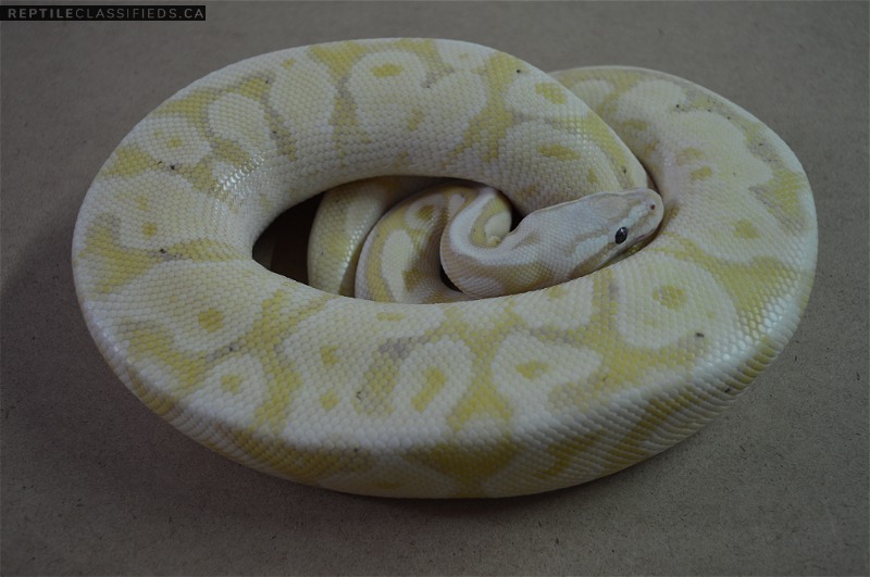 collection sale - Reptile Classifieds Canada