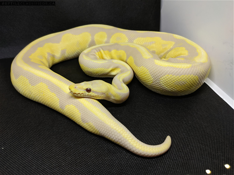 CRBE Availability List - Prodigious Pythons