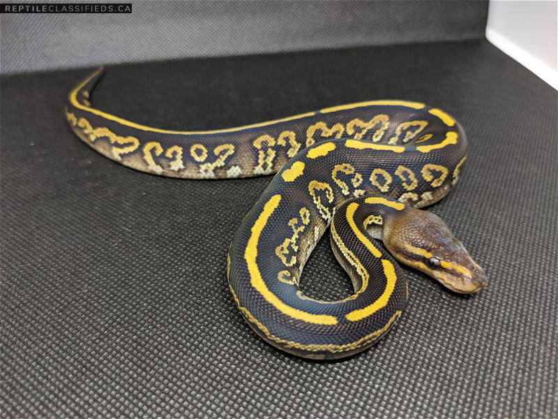 CRBE Availability List - Prodigious Pythons