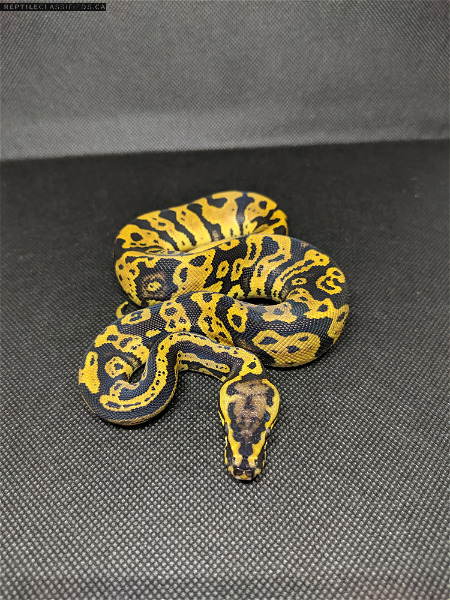 CRBE Availability List - Prodigious Pythons