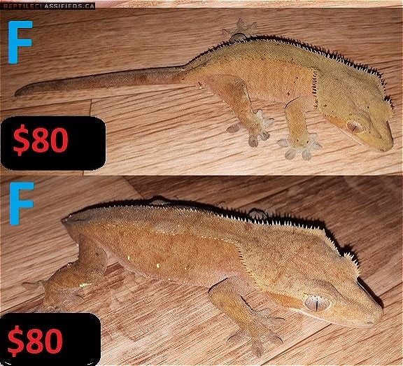 crested geckos for sale!