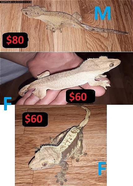crested geckos for sale!