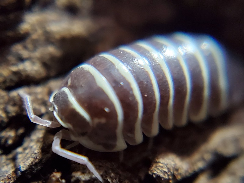 Cubaris and other isopods