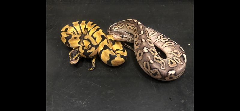 Current list of available ball pythons 