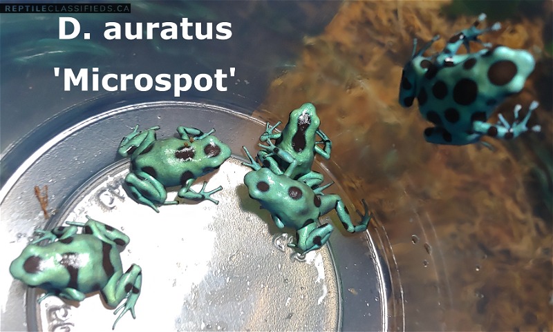Dart Frogs - D. auratus 'Microspot' - Reptile Classifieds Canada