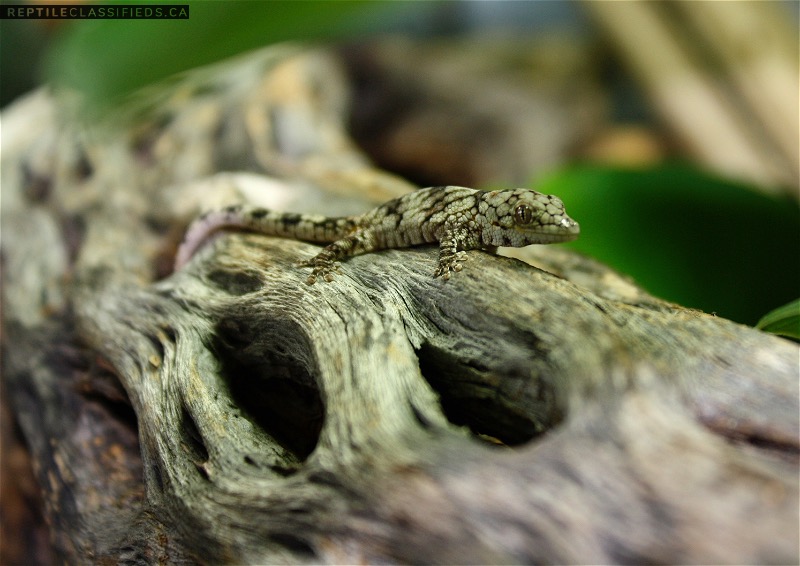 Dwarf Chameleon Gecko - Reptile Classifieds Canada