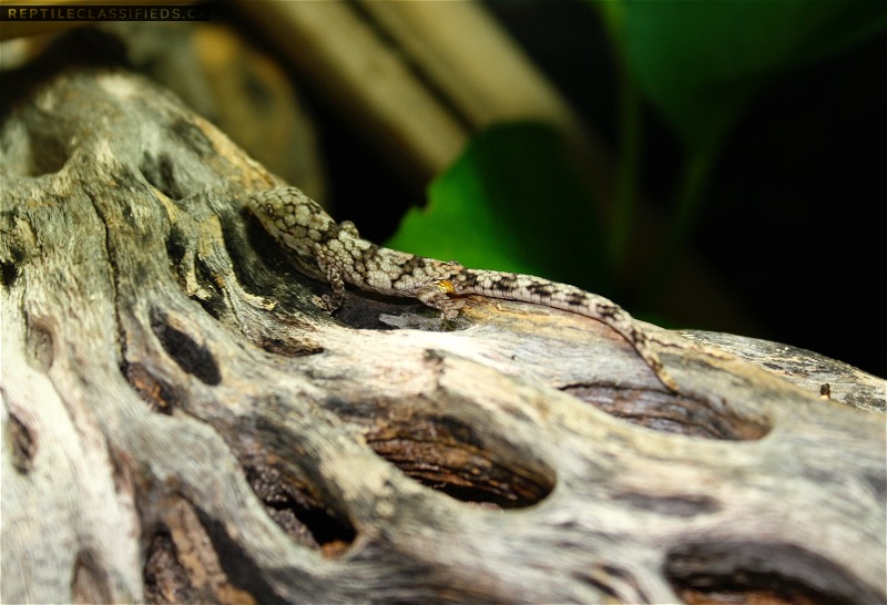Dwarf Chameleon Gecko