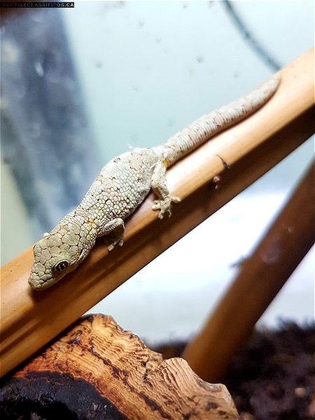 Dwarf Chameleon Gecko