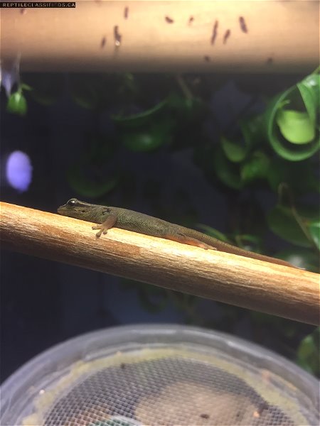 Electric Blue Day Gecko (Lygodactylus williamsi) Juveniles - Reptile Classifieds Canada