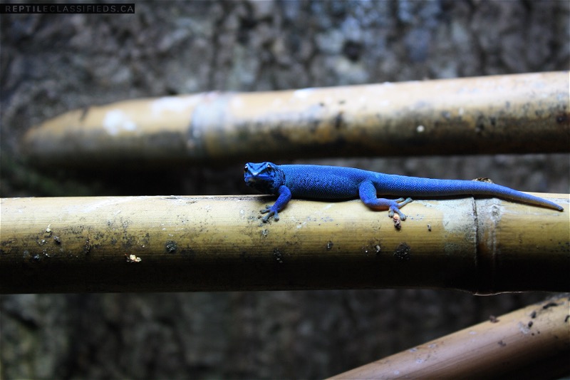 Electric Blue Day Geckos
