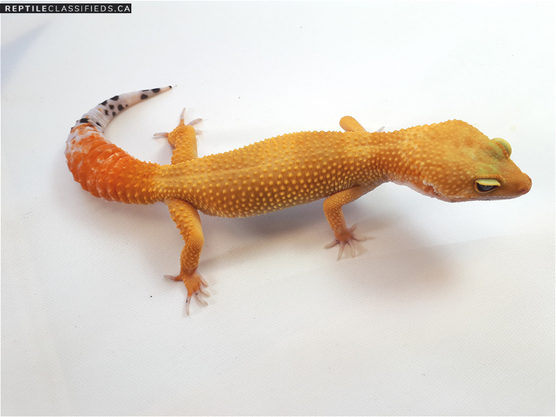 Electric Tangerine Leopard Gecko - Reptile Classifieds Canada
