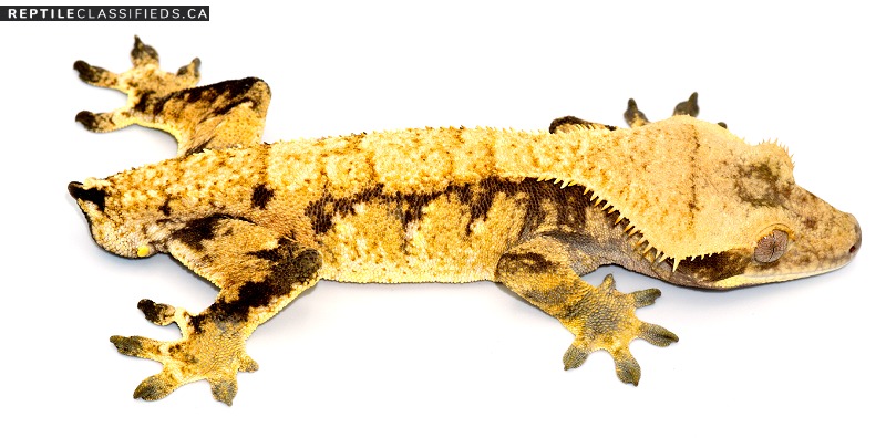 Extreme Harlequin Crested Gecko Male- NGM-0317-3 