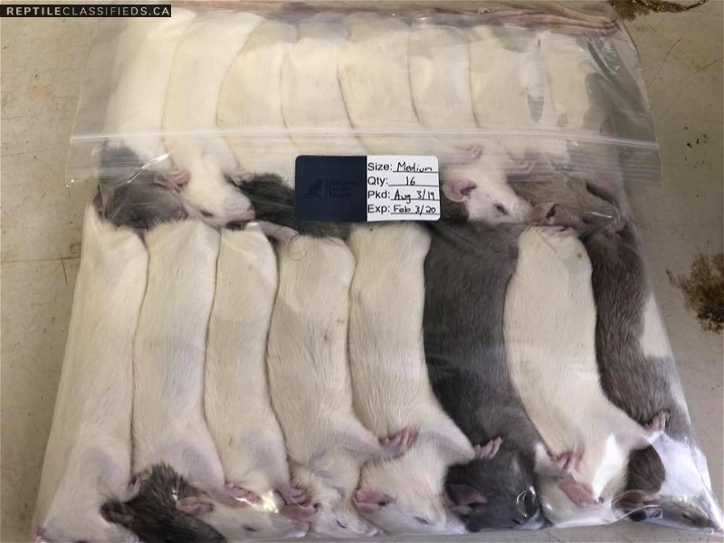 Feeder Rats | All sizes available | Williams Feeder Supply