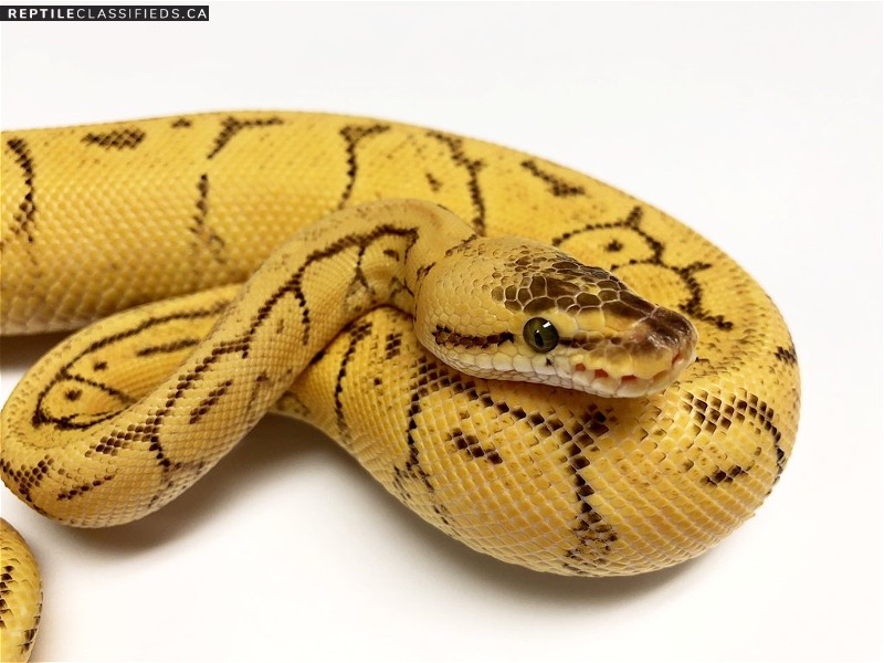 Female Ball Python - Reptile Classifieds Canada