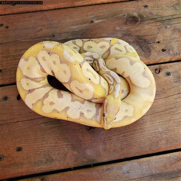 Female Banana Ball Pythons