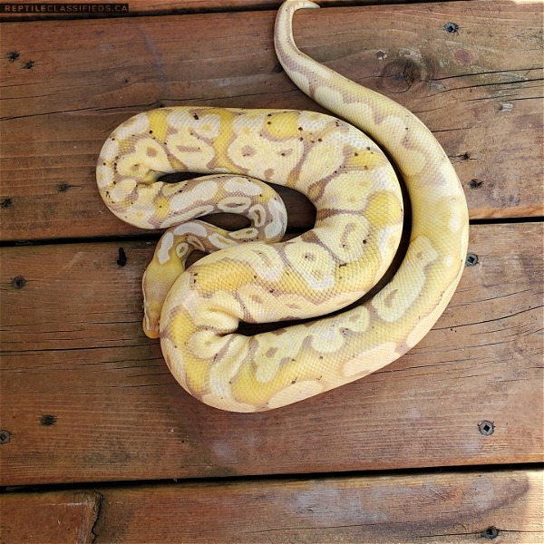 Female Banana Ball Pythons