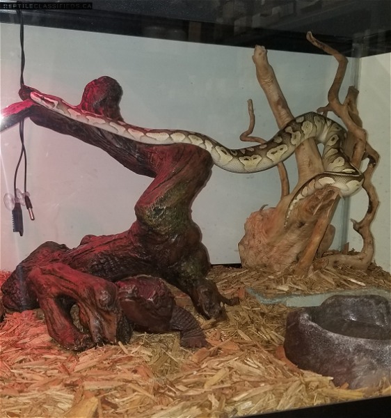 Female butter pastal python  - Reptile Classifieds Canada