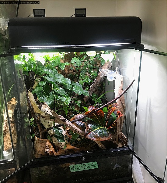 REPTILE CLASSIFIEDS - Female Crested Gecko with bio-active tank