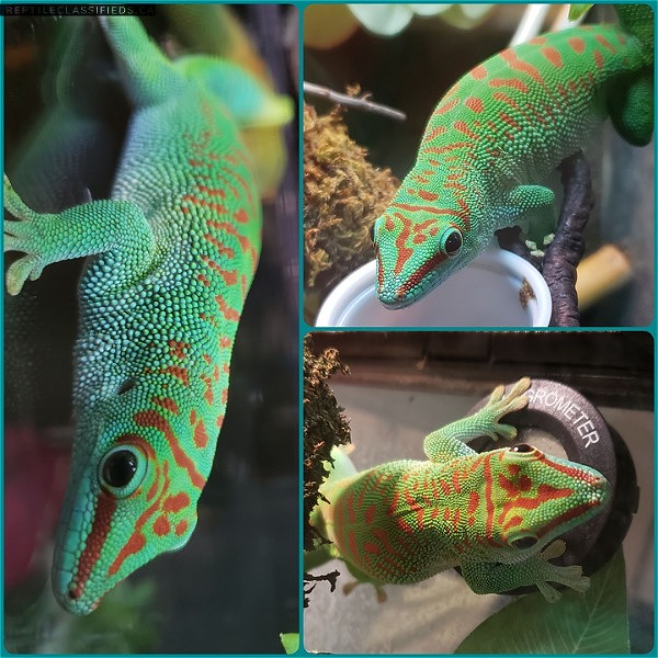 Female Giant Crimson Day Gecko