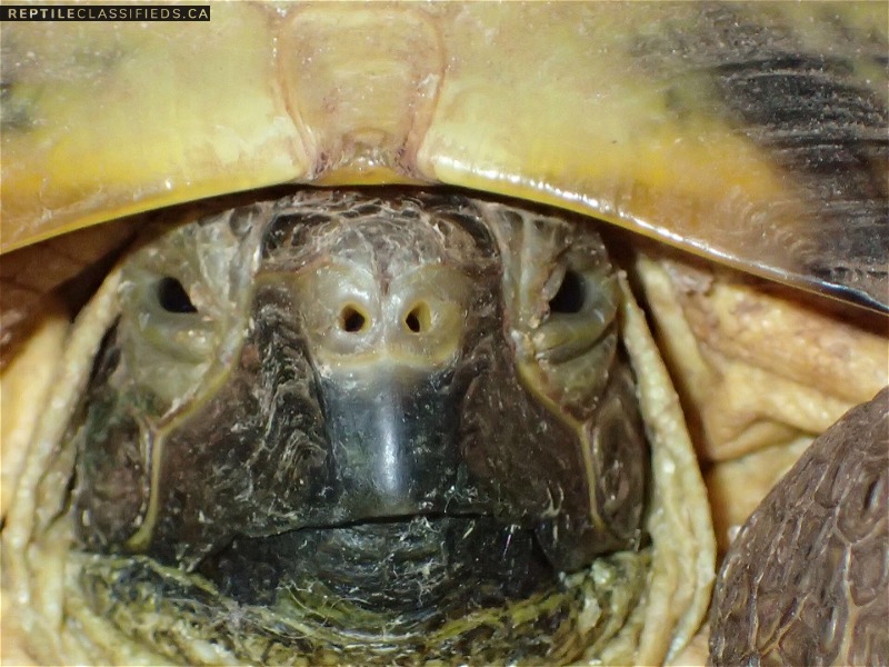 Female Russian Tortoise