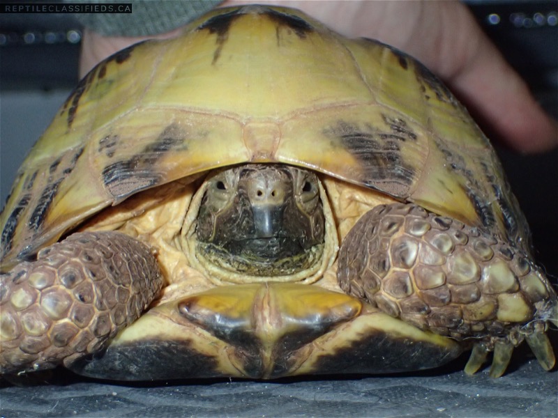 Female Russian Tortoise