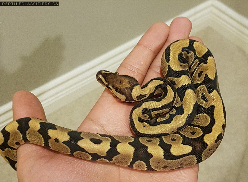 ball python - Fire 100% het for clown - Reptile Classifieds Canada