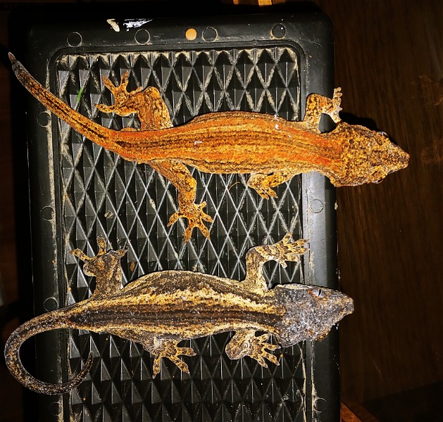 Gargoyle gecko pair