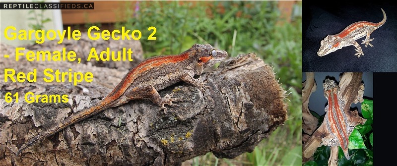 Gargoyle Geckos Lot Deal