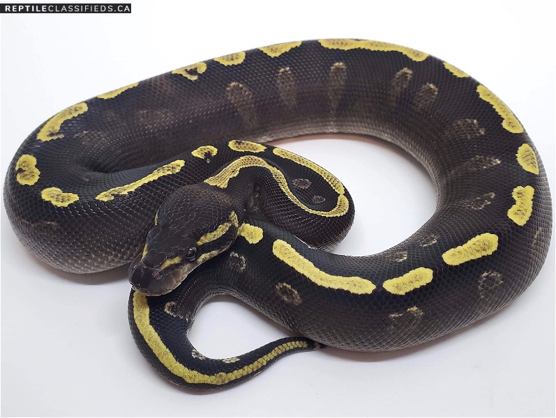 Ghi Mojave Yellowbelly