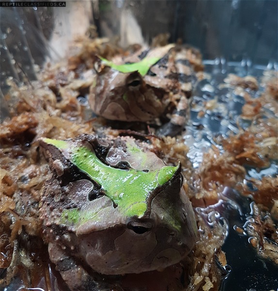 Green Suriname Horned Frogs 