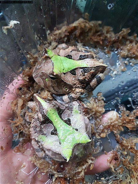 Green Suriname Horned Frogs 