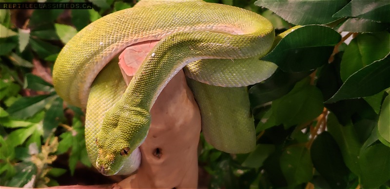 Green Tree Python - Aru Type Male