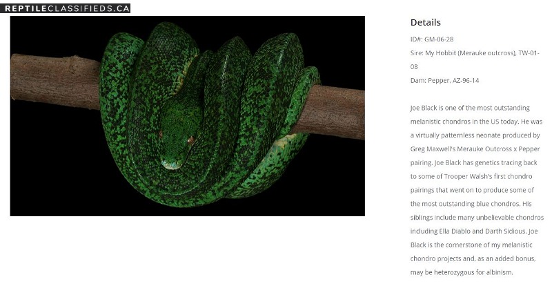 Green Tree Python - Aru Type Male