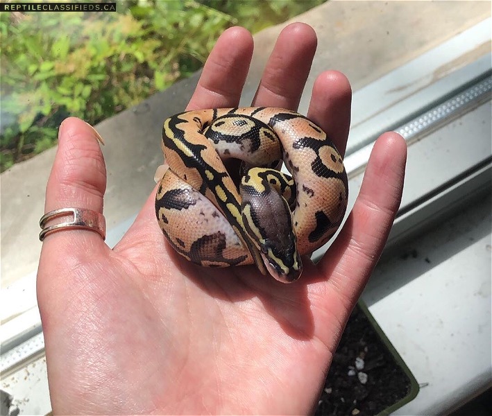 Hatchling pastel ball python!  - Reptile Classifieds Canada