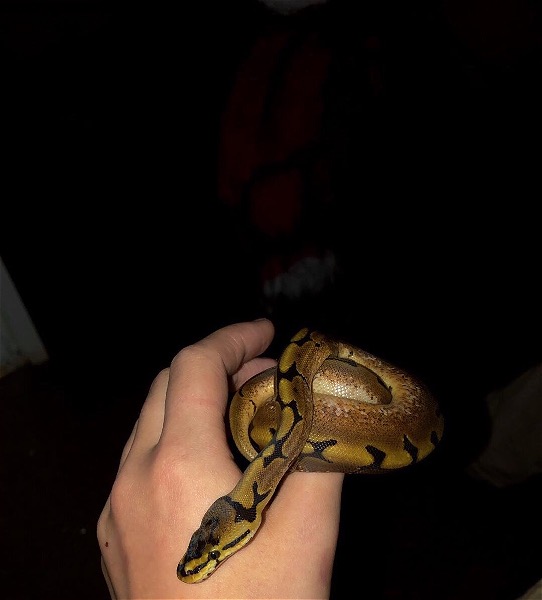 Hatchling spider ball python! - Reptile Classifieds Canada
